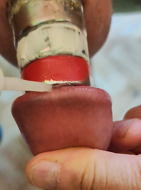 Tony Hellemans belgianslave – slave Tony Hellemans superglue cockrings