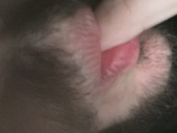 Licking precum for Mistress Helen