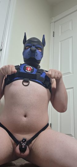 Begging for attention