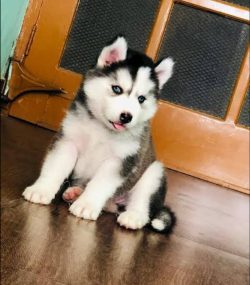 Cum sl*t MARIANNE BÜHLER – wh*re For Real Dick Men a.k.a NURSE APRON SISS