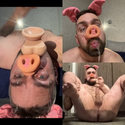 Pig seeking bully to entertain